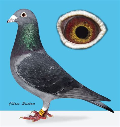 jan aarden pigeons for sale|Jan Aarden – Massarella Racing Elite.